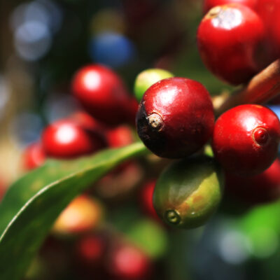 Kaffee-Begriffe kurz erklärt