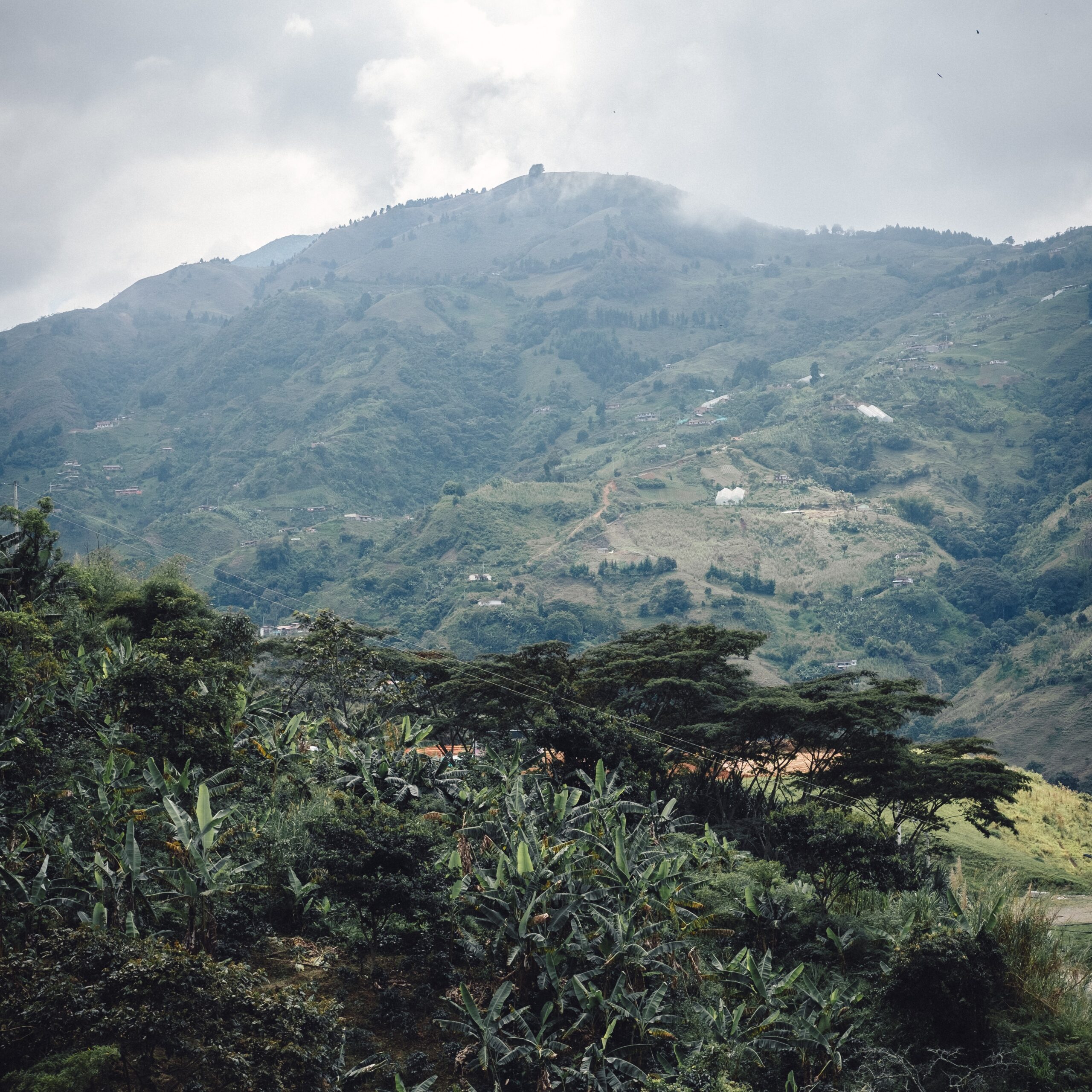 Klimawandel und Kaffeeanbau- Alternative Kaffeespezies im Fokus